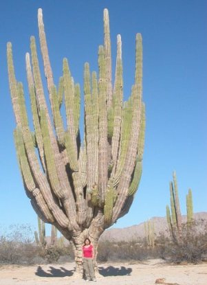 elsahuaro_me encantan los cactus elsahuaro_me encantan los cactus